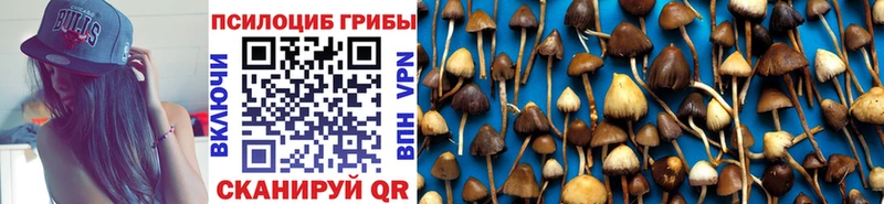 где можно купить   Протвино  Псилоцибиновые грибы Psilocybine cubensis 